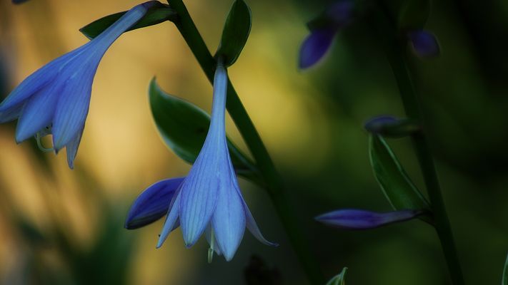 Hosta Blüten