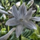 Hosta