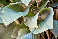 Hosta