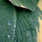 Hosta