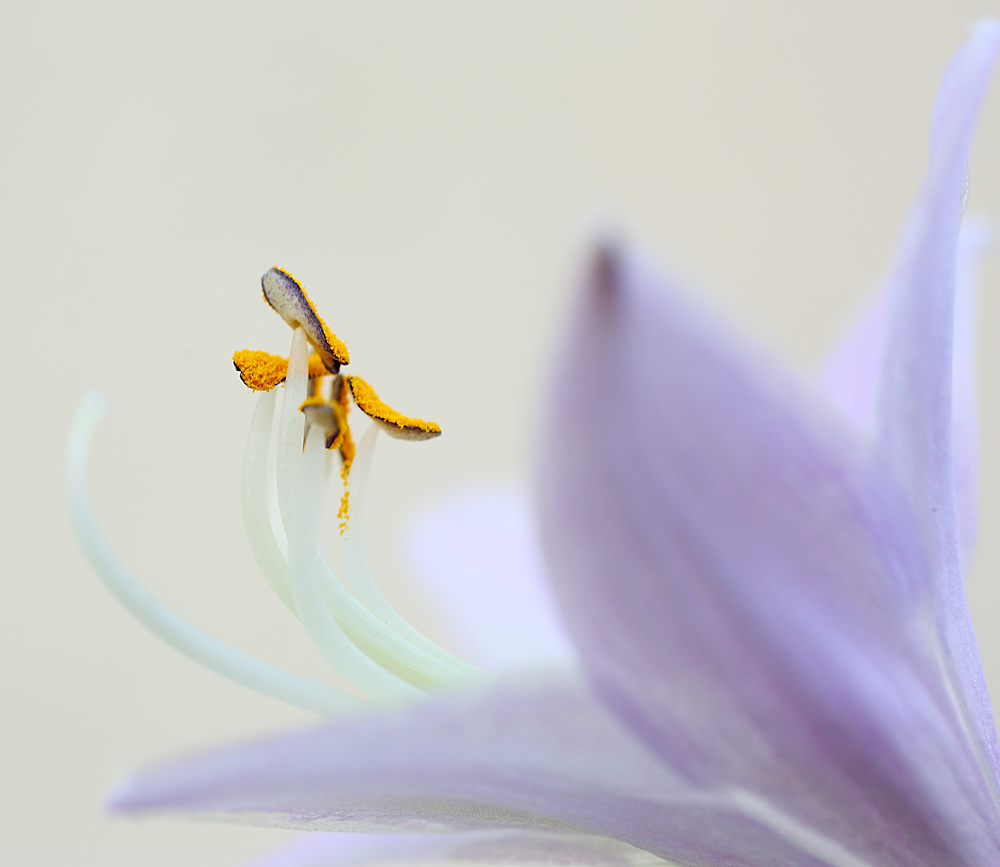 Hosta crispula 6