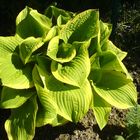 Hosta