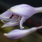 Hosta Flower