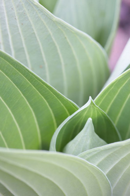 Hosta 'Hadspen Blue'