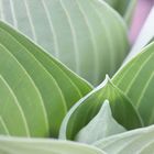 Hosta 'Hadspen Blue'