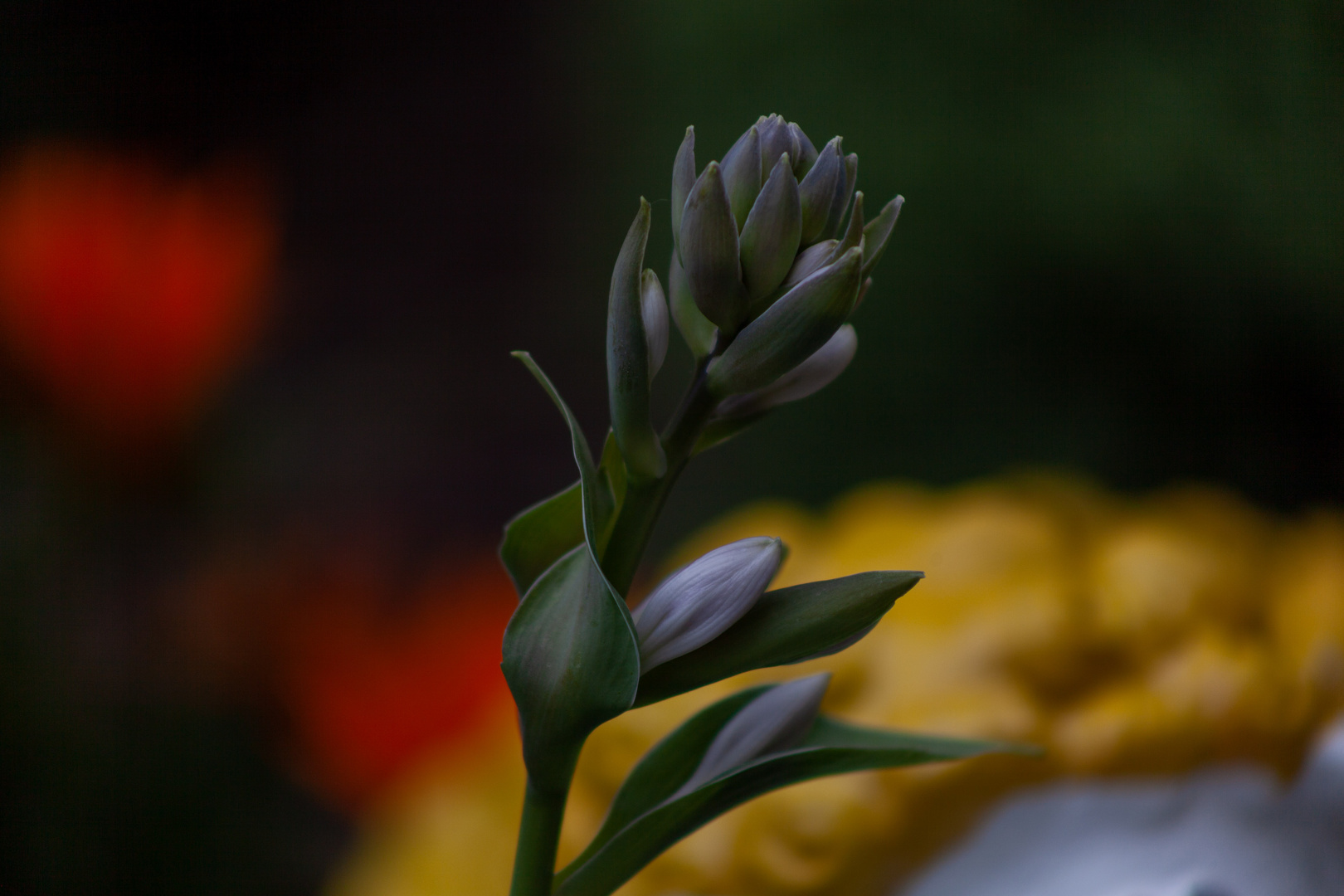 Hosta Honeybells