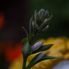 Hosta Honeybells