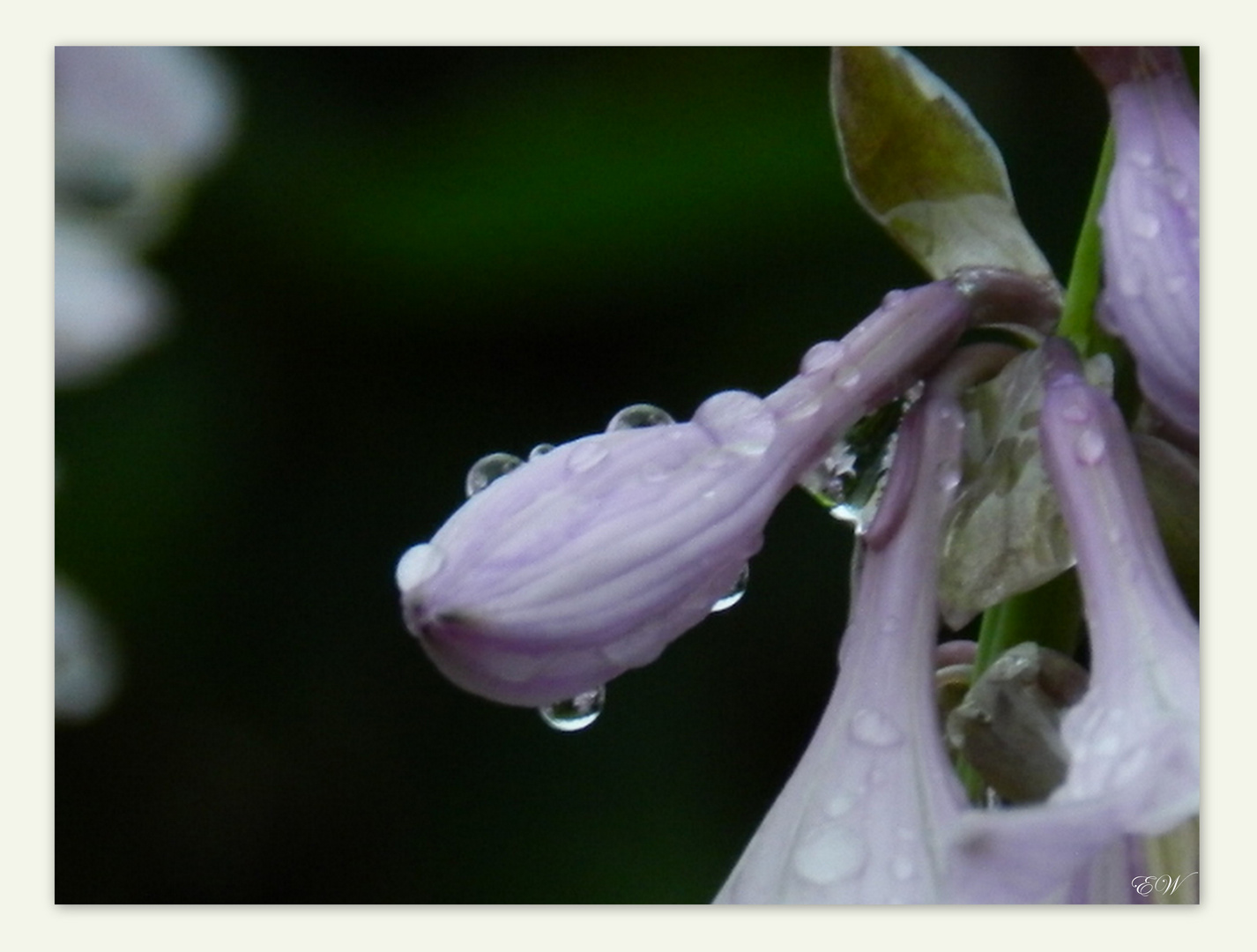 Hosta im Regen