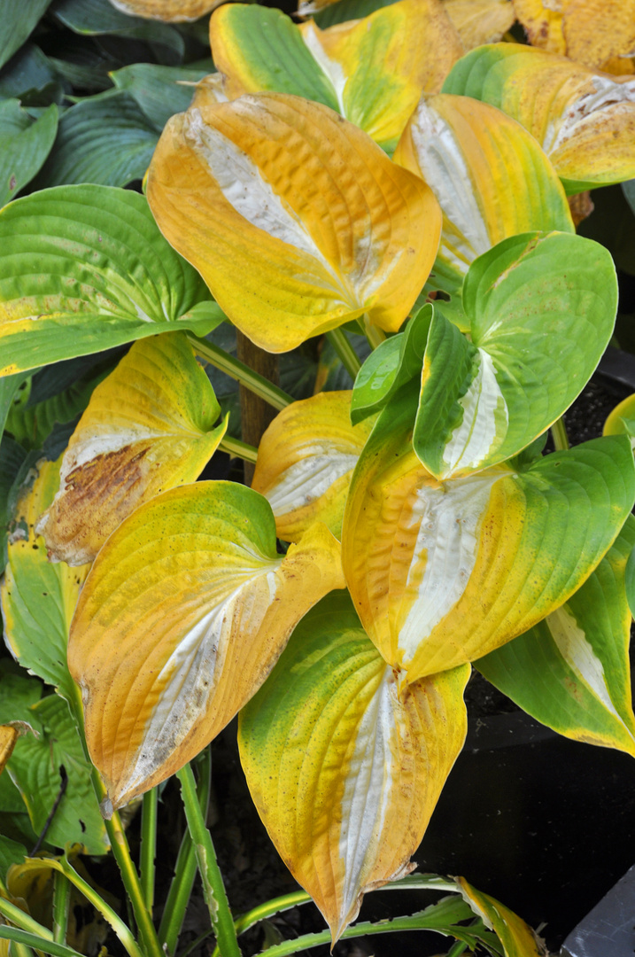 Hosta in Herbstfärbung (H. 'Ann Kulpa')