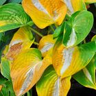 Hosta in Herbstfärbung (H. 'Ann Kulpa')