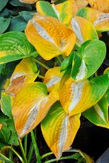 Hosta in Herbstfärbung (H. 'Ann Kulpa')