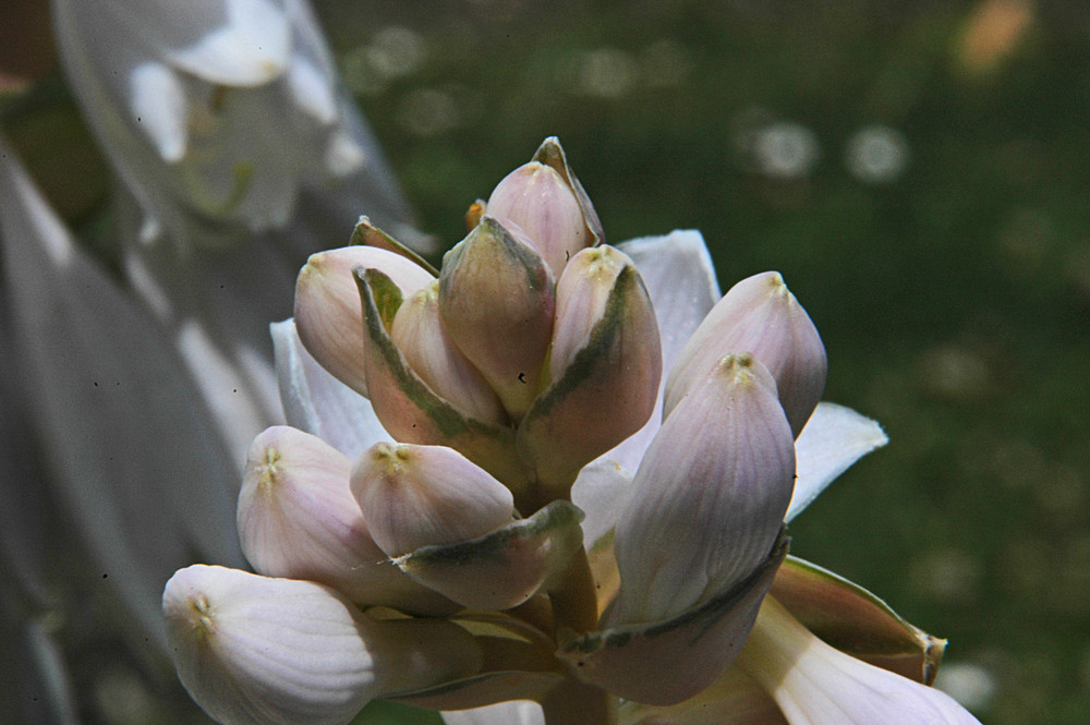 Hosta Knospe