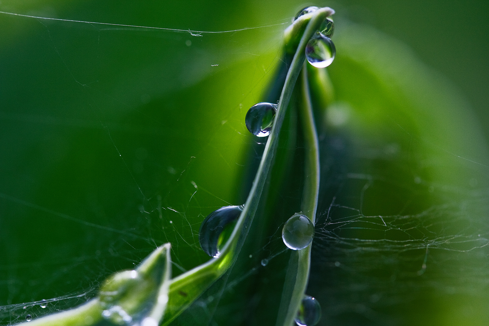 Hosta nach dem Regen