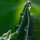 Hosta nach dem Regen