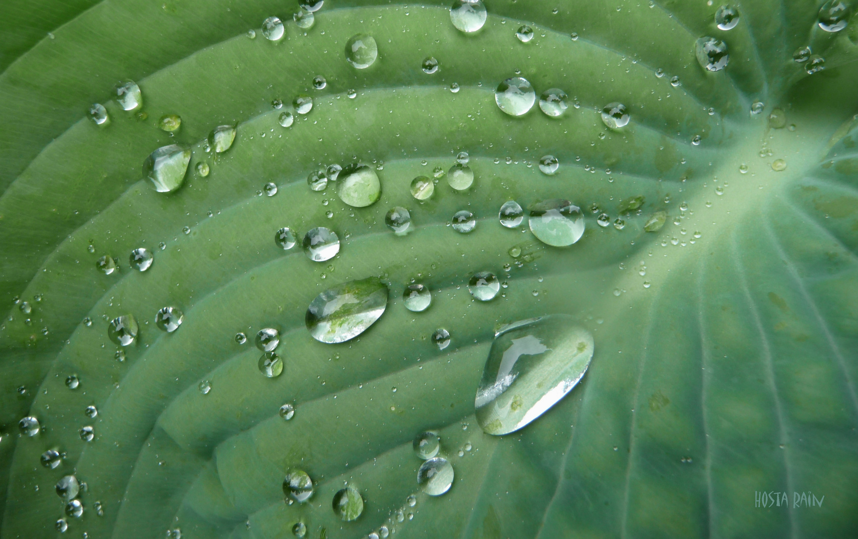 . hosta rain .