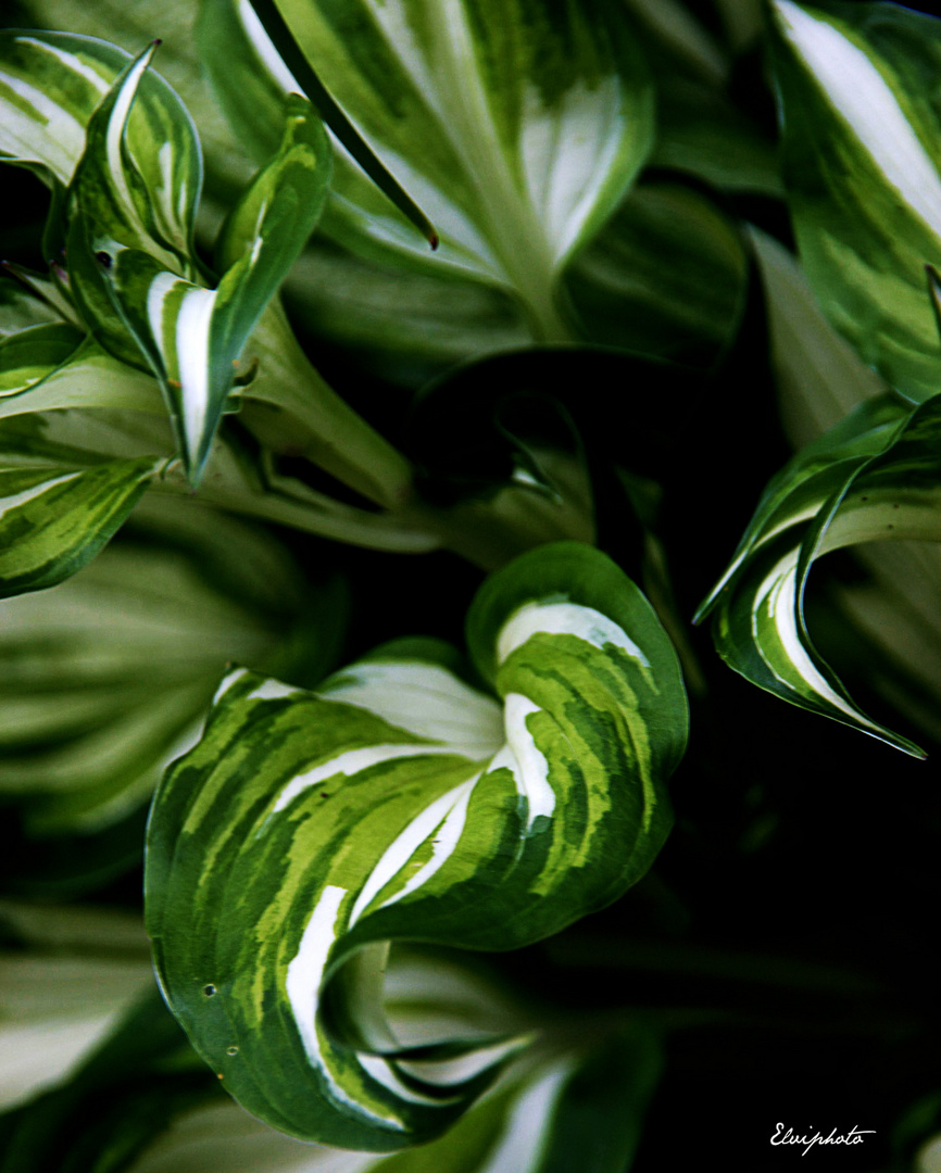 hosta undulata