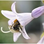 Hostablüte mit Besuch