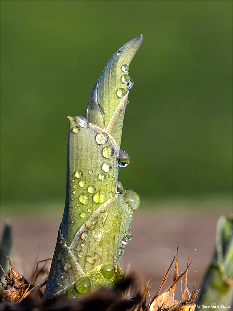 HostaHoernchen mit Wassertropfen