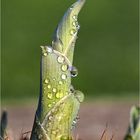 HostaHoernchen mit Wassertropfen