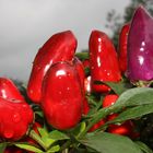 hot chillies