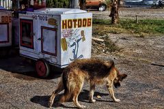 Hot Dog :-)