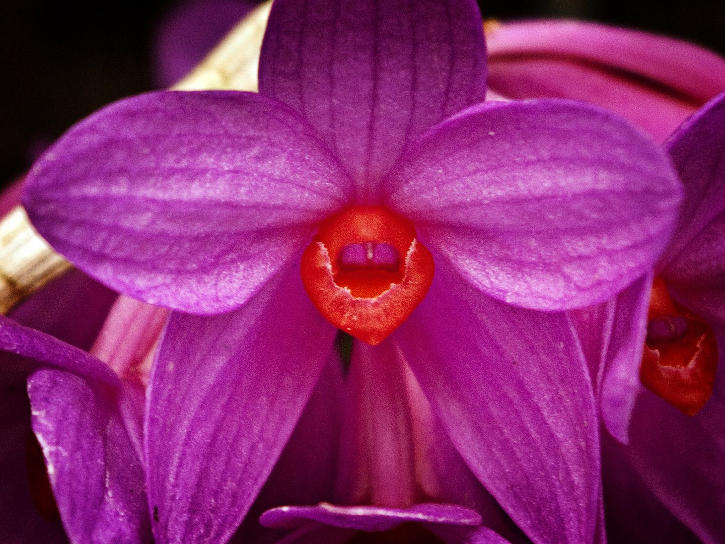 Hot Lips - Dendrobium glomeratum (Sinnliche Blüten 2010)