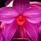 Hot Lips - Dendrobium glomeratum (Sinnliche Blüten 2010)