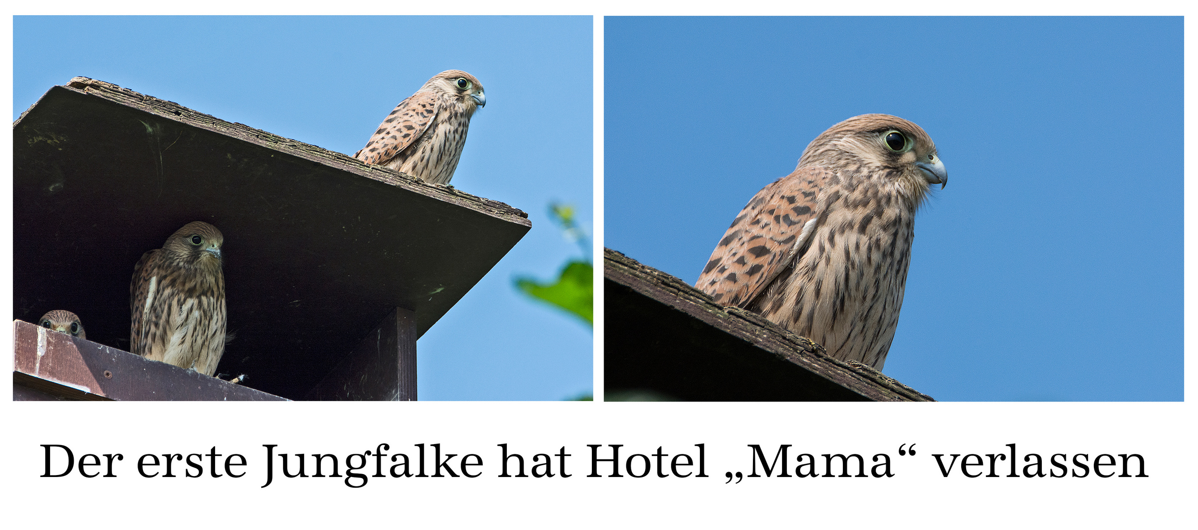 Hotel "Mama" hat der erste junge Turmfalke . . .