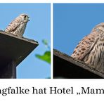 Hotel "Mama" hat der erste junge Turmfalke . . .