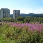 Hotel Panoramic in Braunlage Hohegeiß