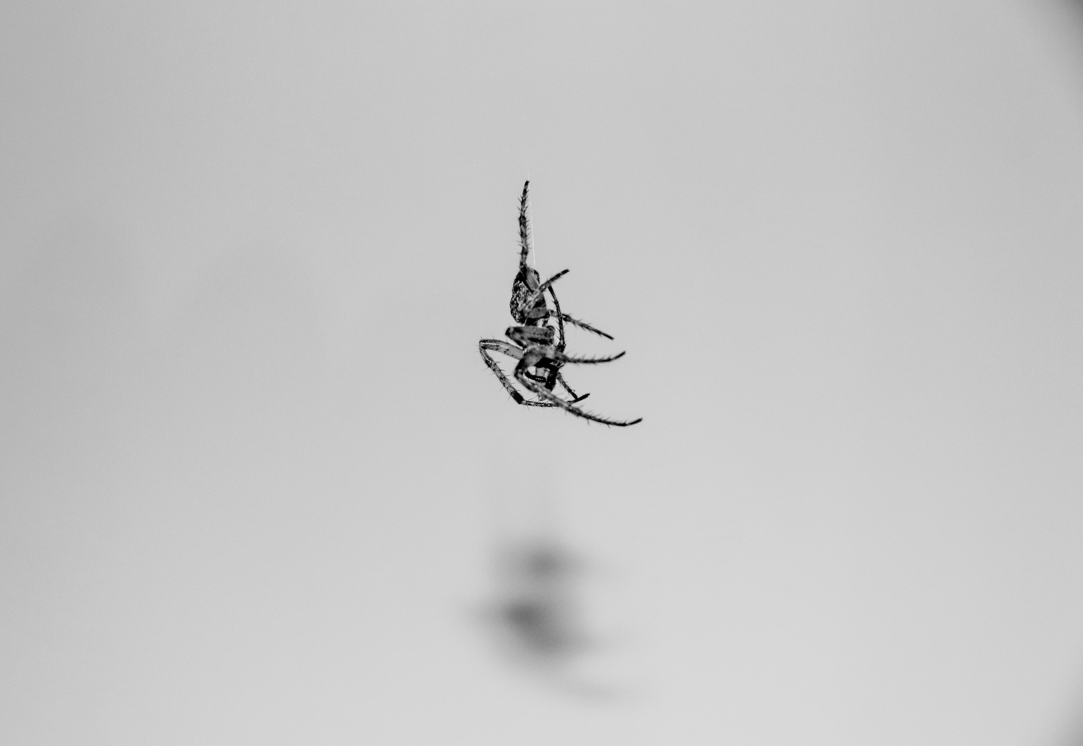 Hotel-spider