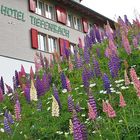 Hotel Tiefenbach am Furkapaß könnte diese Lupinenflut angelegt haben...