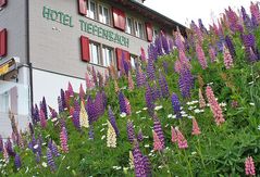 Hotel Tiefenbach am Furkapaß könnte diese Lupinenflut angelegt haben...