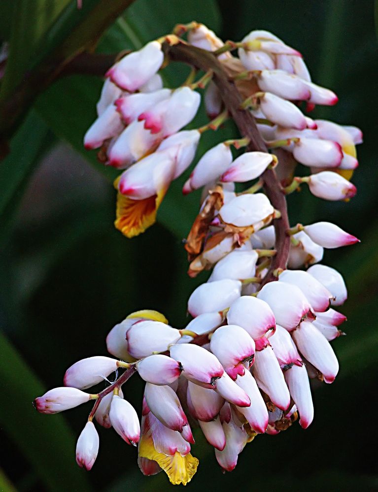 Hotel Tiéti, Poindimié - Fleurs d’Alpinia Speciosa - Blüten von Alpinia Speciosa