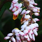 Hotel Tiéti, Poindimié - Fleurs d’Alpinia Speciosa - Blüten von Alpinia Speciosa