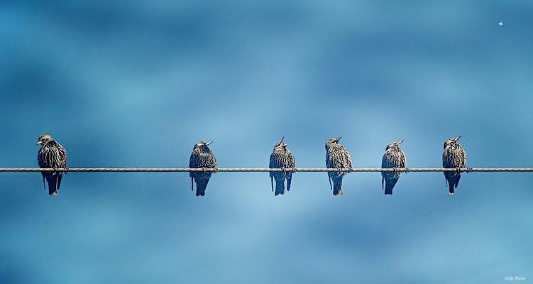 ... Hôtes Tensions ...