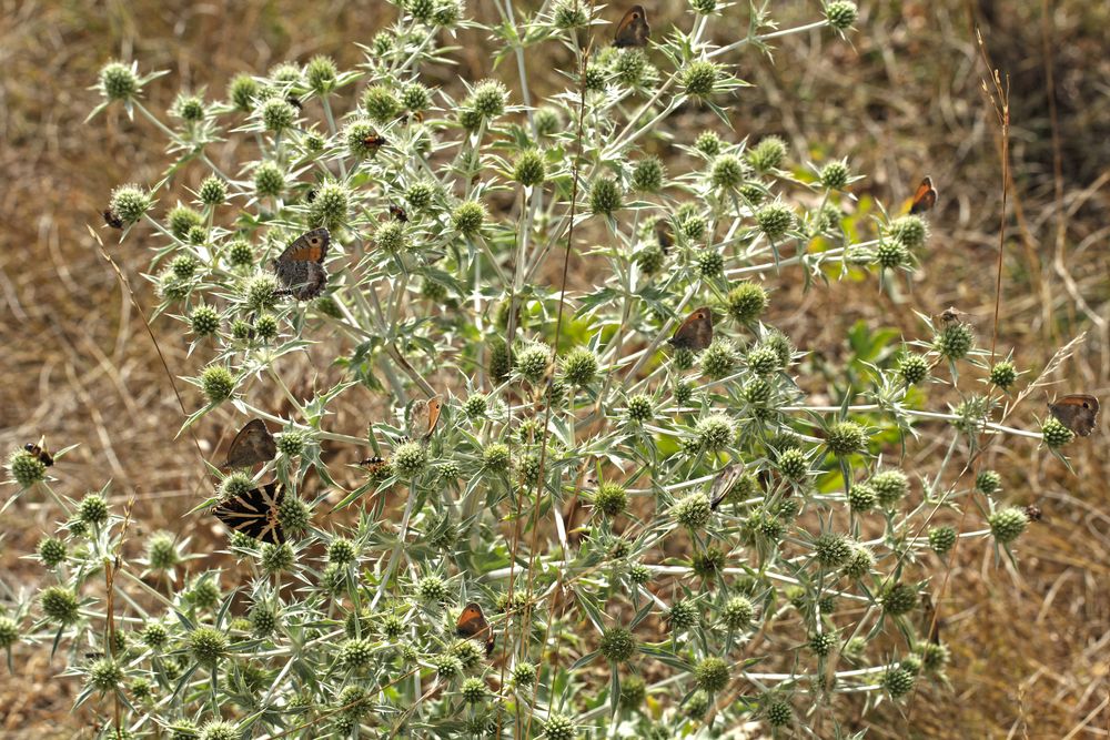 HotSpot der Biodiversität