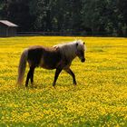 Hotte Hü im Gelben Land....