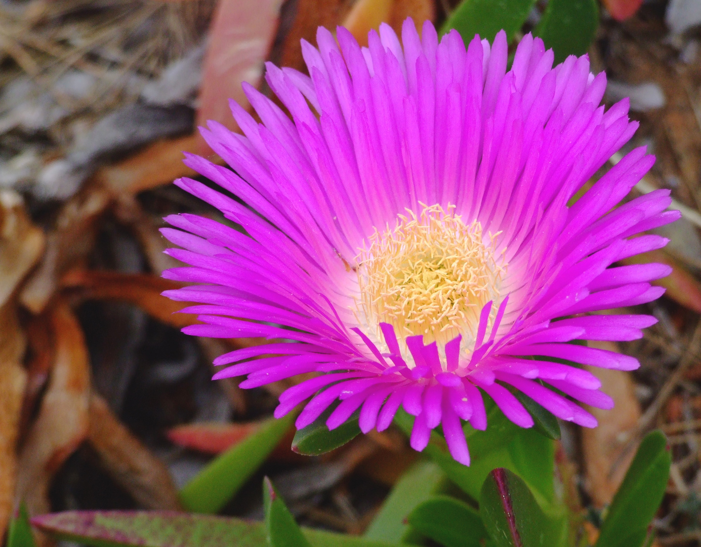 Hottentotten-Feige (Carpobrotus acinaciformis)