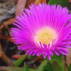 Hottentotten-Feige (Carpobrotus acinaciformis)