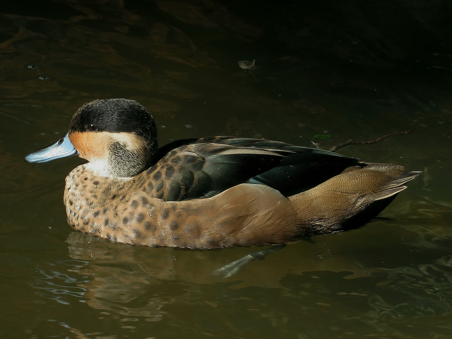 Hottentottenente, Zoo Stralsund.