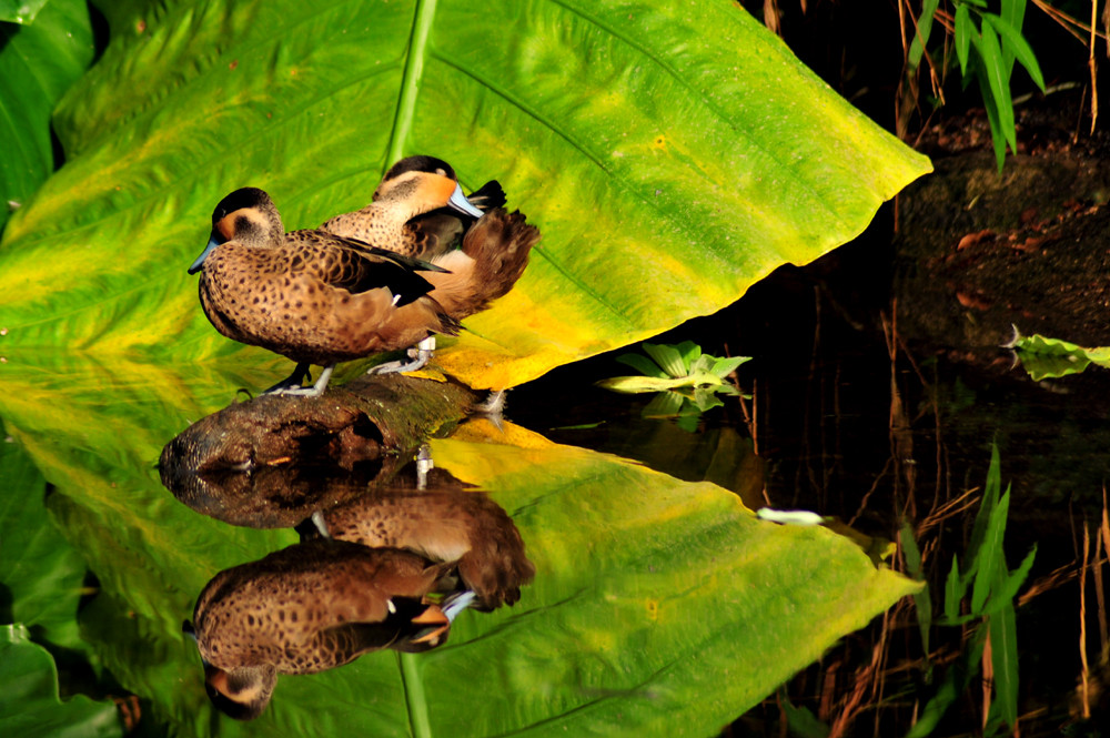 Hottentottenenten (Anas punctata)