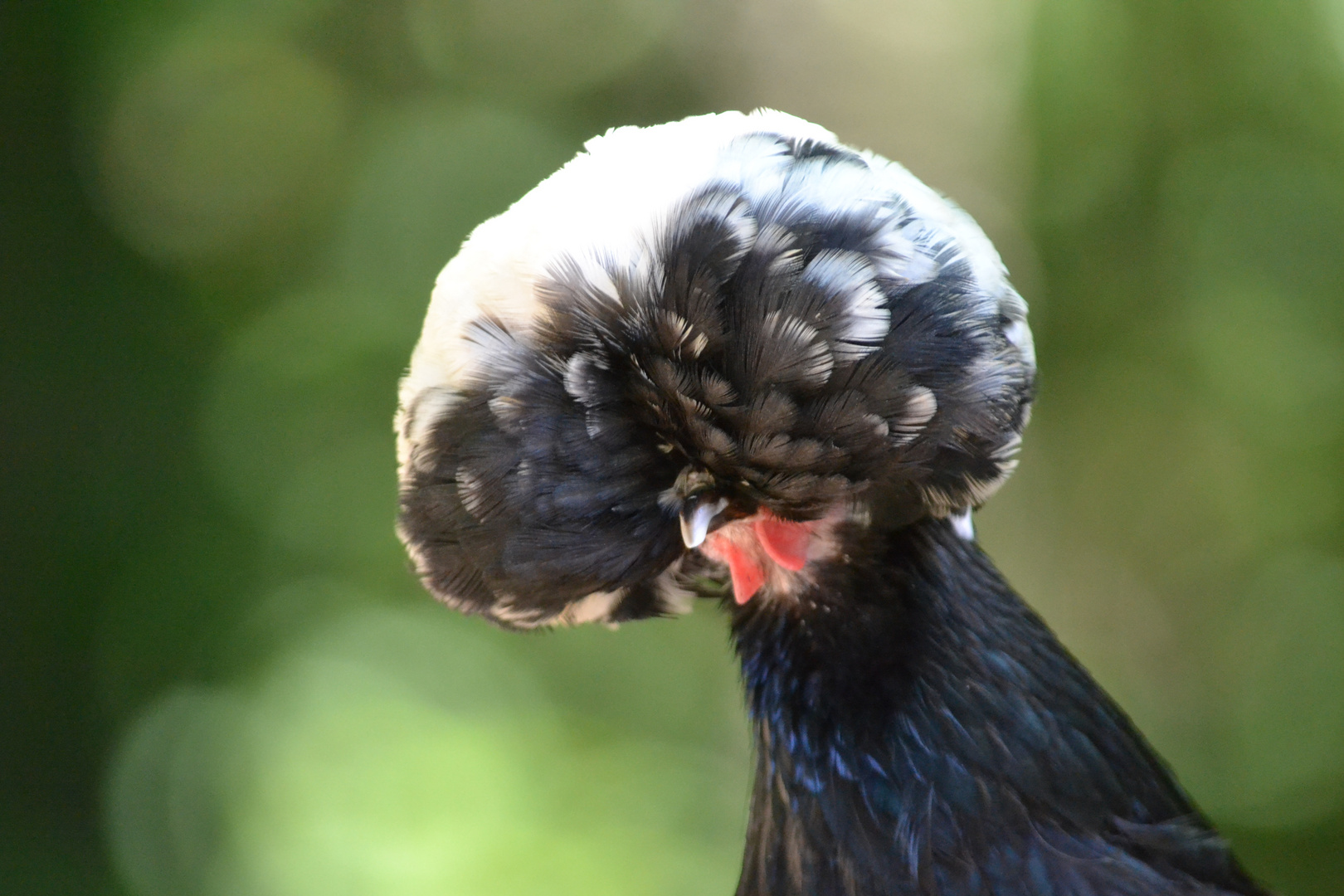 Houdan Foto & Bild archiv projekte naturchannel, naturprojekte 2011