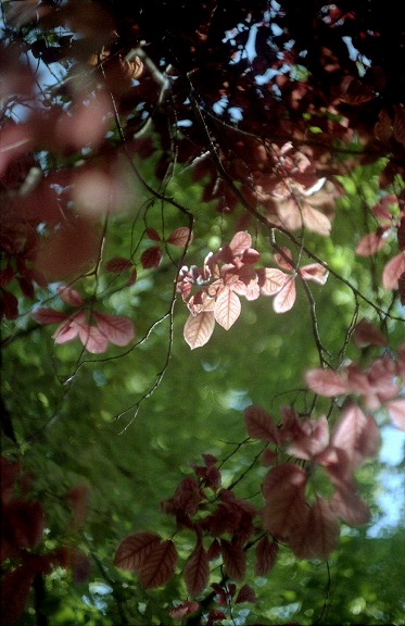 Houle des feuilles