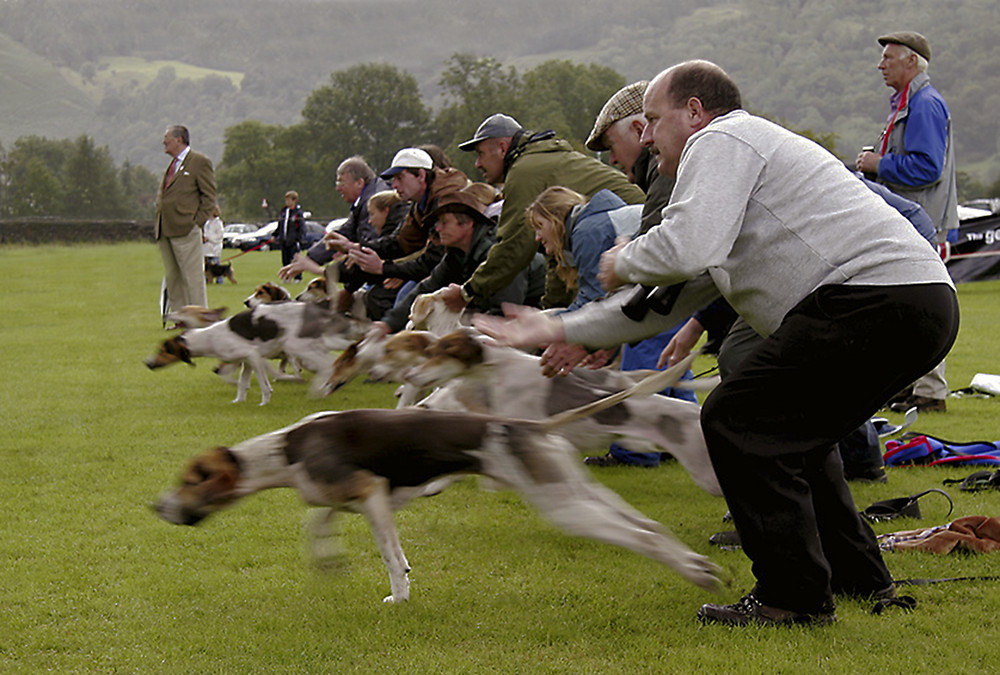 Hound Race, Grasmere Sports
