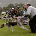 Hound Race, Grasmere Sports