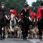 Hounds and Horses