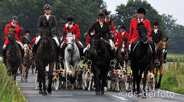 Hounds and Horses