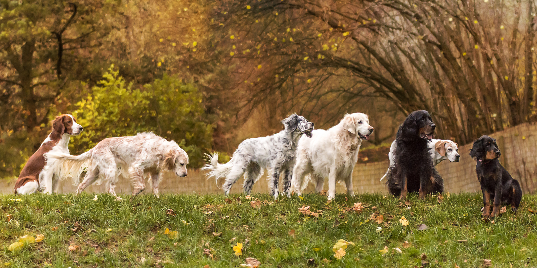 Hounds