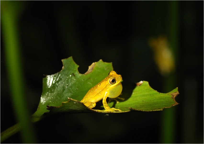 Hourglass-Baumfrosch I